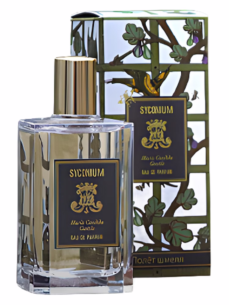 Maria Candida Gentile Syconium